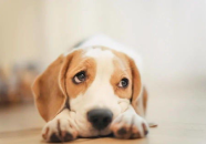 娱乐吃瓜菌狗狗视频,萌宠视频里的欢乐时光