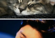 娱乐圈猫猫吃瓜图片,萌态十足揭秘明星幕后趣闻