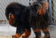纯种小藏獒价格,从数千到数千万的奢华犬种