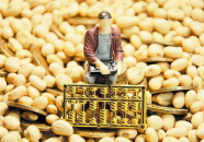 豆粕期货,产业链、价格波动与投资策略