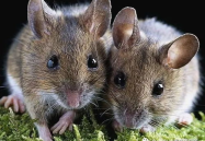 穷人养鼠大法娱乐吃瓜,趣味养鼠，吃瓜乐趣无限