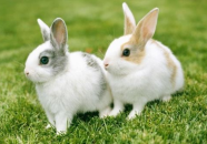 娱乐吃瓜酱兔圆圆,揭秘娱乐圈那些不为人知的幕后故事